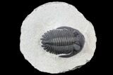 Detailed, Hollardops Trilobite Fossil #76954-1